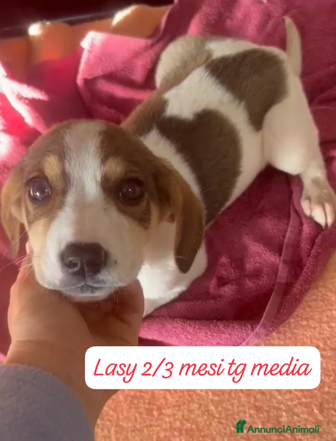 Meticcio cani Cuccioli, non hanno chiesto di nascere  - Annuncio 1