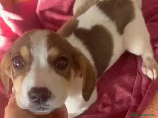 Meticcio cani Cuccioli, non hanno chiesto di nascere - Annuncio 34