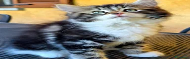 Siberiano 1