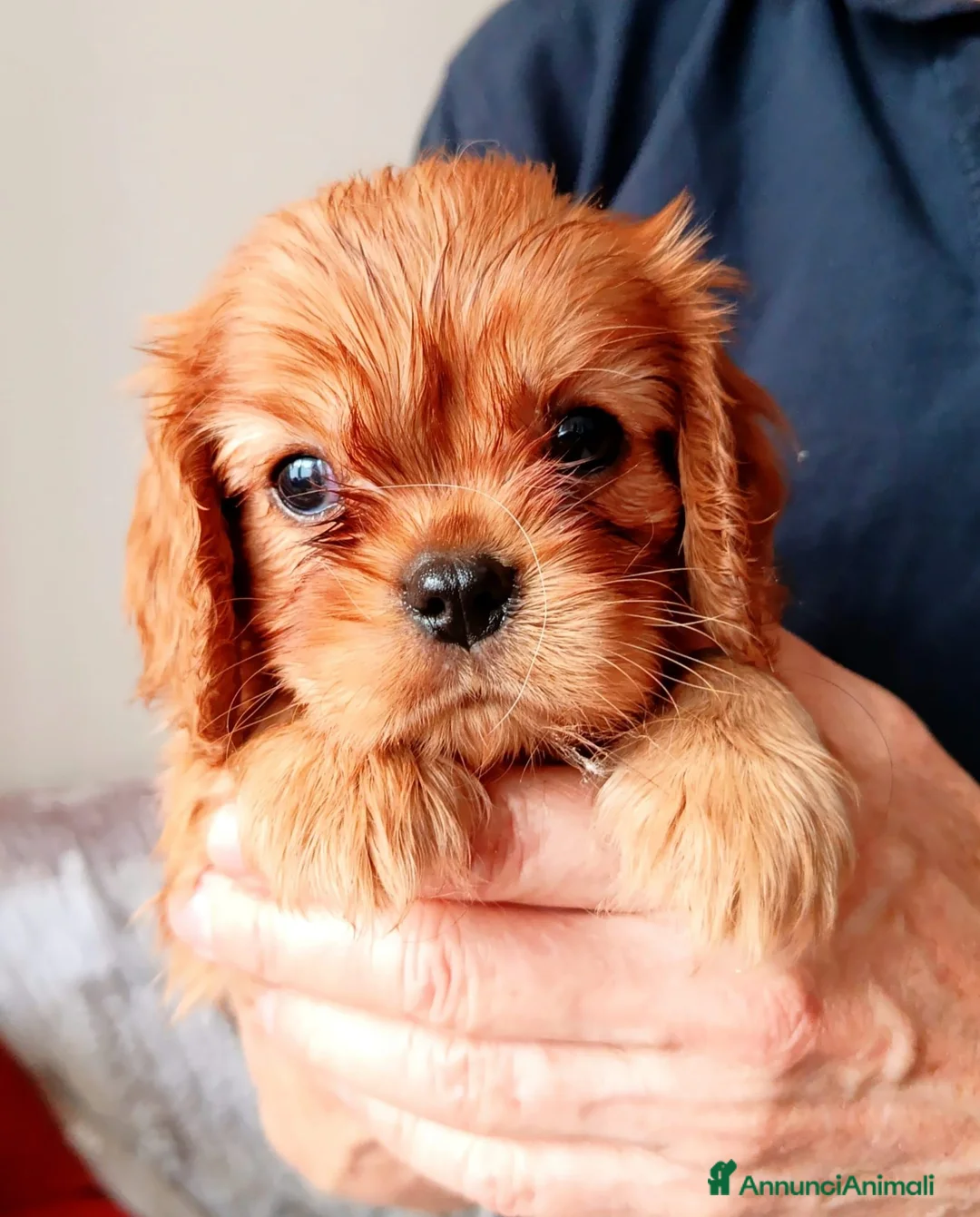 Cavalier King cani in vendita: Cucciole Ruby di Cavalier king Charles Spaniel - Annuncio 2