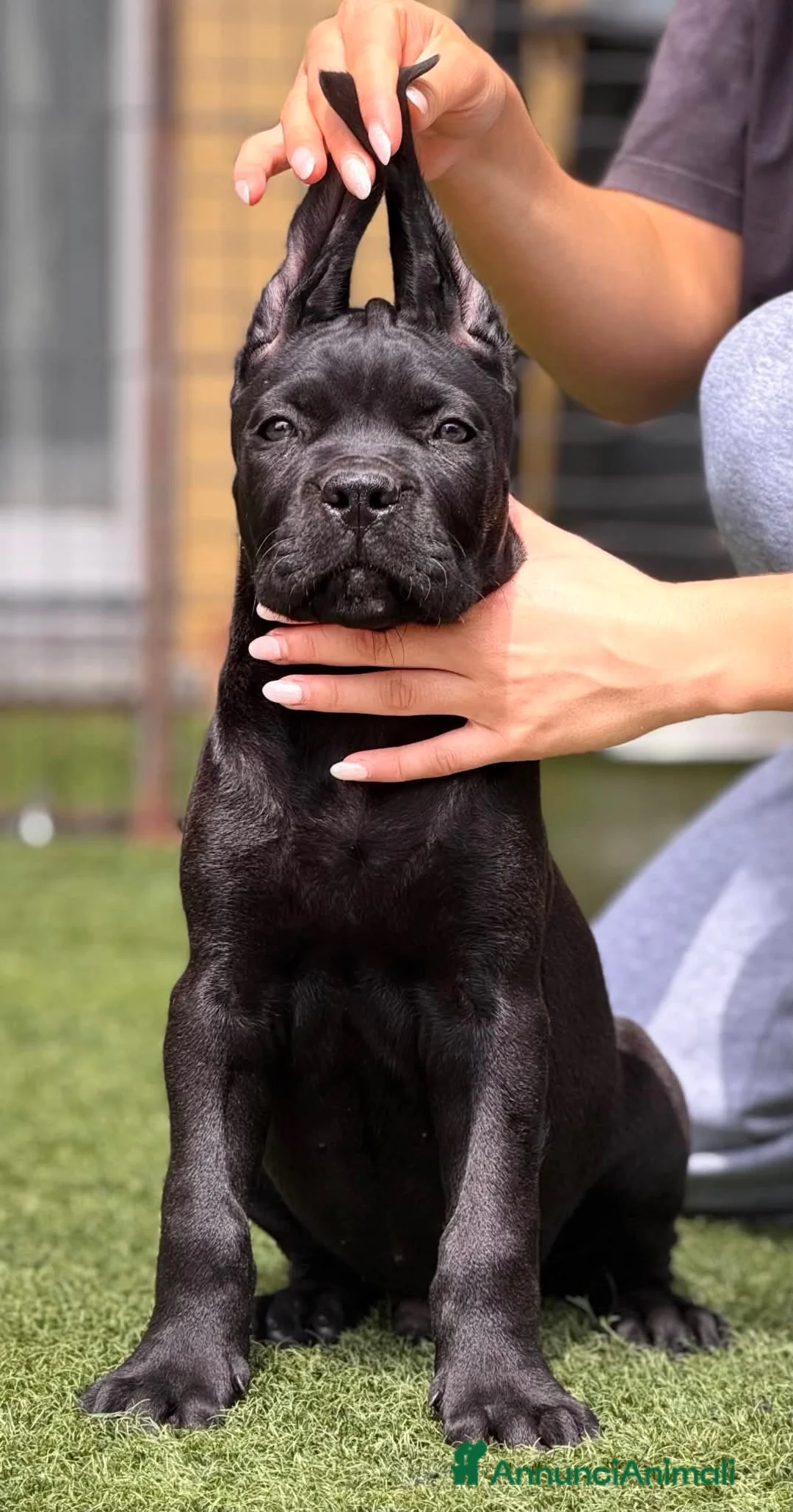 Cane Corso cani in vendita: Cuccioli cane corso da Allevamento Enci - Annuncio 2