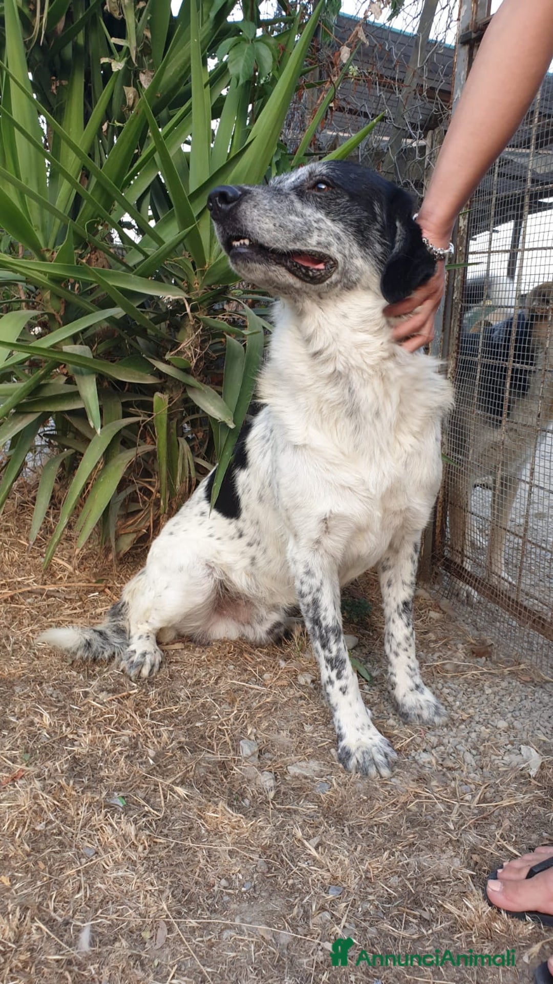 Meticcio cani in regalo: Da oltre 4anni in box..mai 1richiesta! Calabria a Città Metropolitana di Milano - Annuncio 2