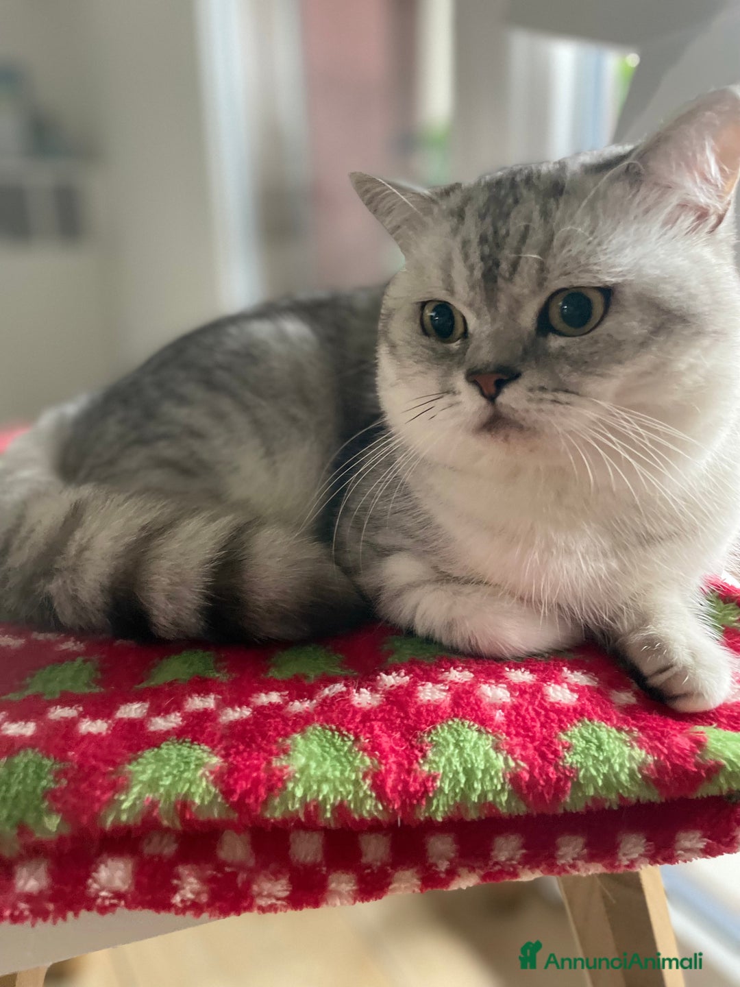 Scottish gatti per accoppiamento: Cercasi gattina per accoppiamento  - Annuncio 3