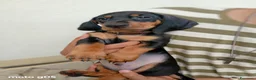 Bassotto cani in vendita: Cucciolo di bassotto pelo corto  - Annuncio 3
