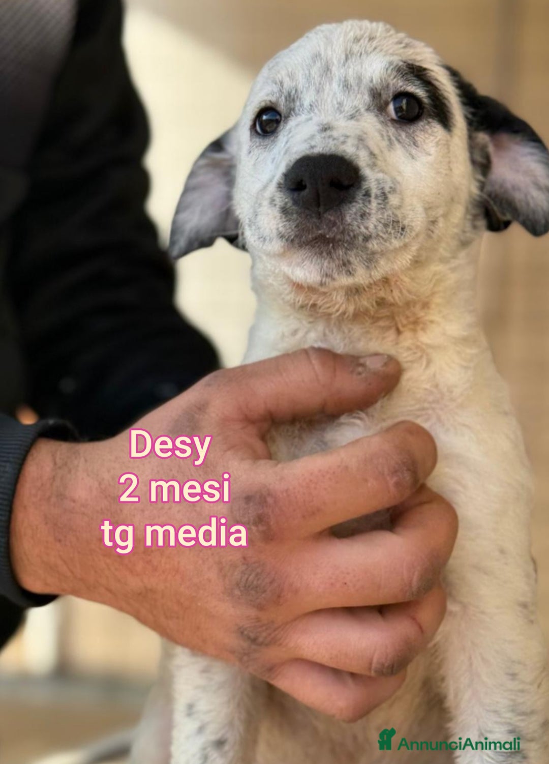 Meticcio cani in regalo: SALVA LA VITA DI UN CUCCIOLO! - Annuncio 6