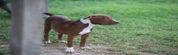 Pitbull cani in vendita: Cuccioli Pit Bull con pedigree anche a rate - Annuncio 19
