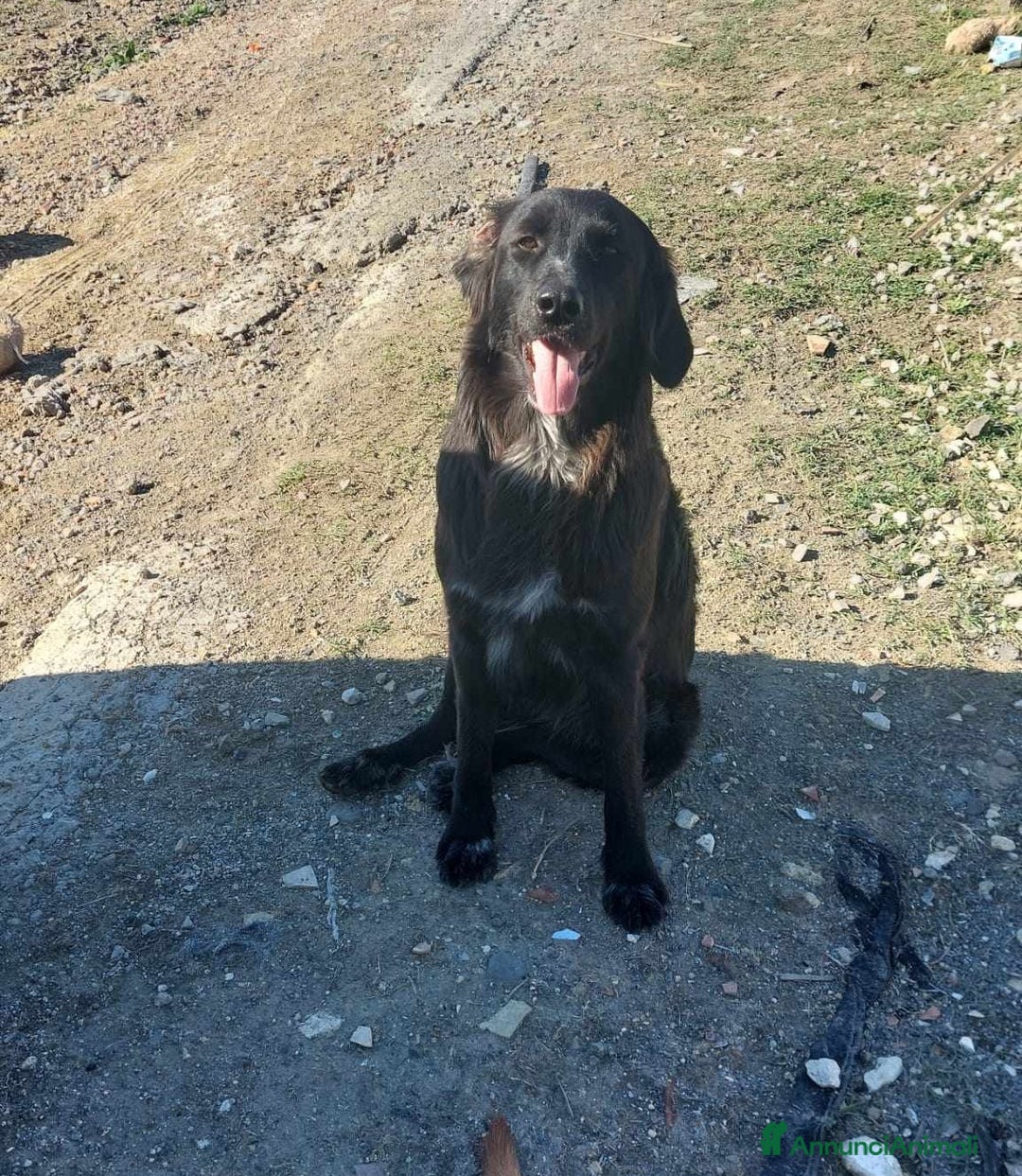 Meticcio cani in regalo: DOLCISSIMA POLI IN REGALO a Città metropolitana di Catania - Annuncio 3