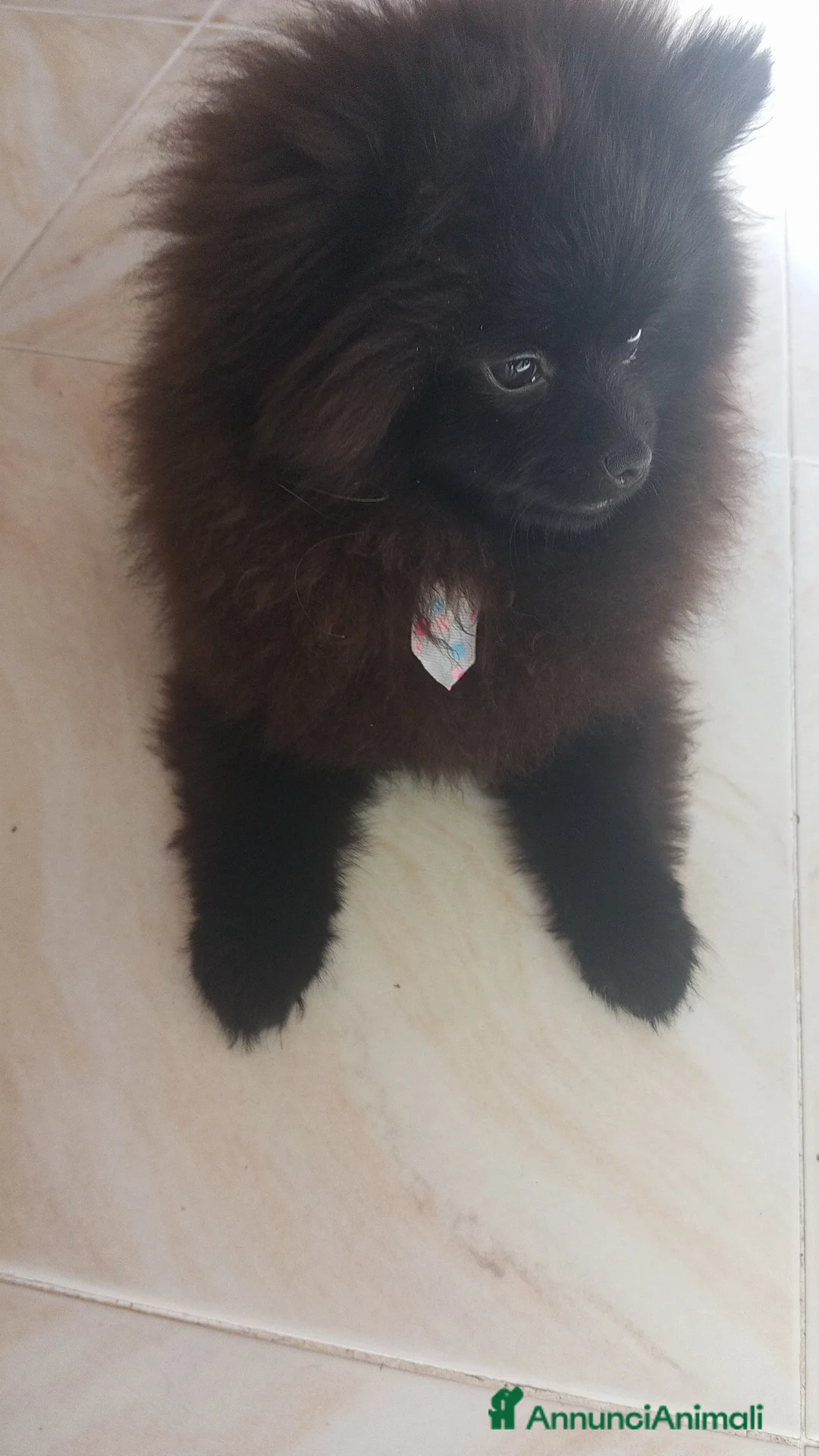 Spitz cani in vendita: Spitz tedesco di Pomerania bianco  - Annuncio 2