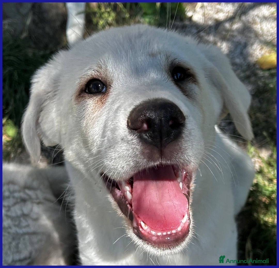 Pastore Maremmano cani in regalo: BBQ, CUCCIOLA 2 MESI MIX MAREMMANA, DOLCE NUVOLETT - Annuncio 3