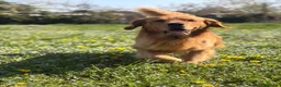 Golden Retriever cani per accoppiamento: Golden retriever per monta - Annuncio 5
