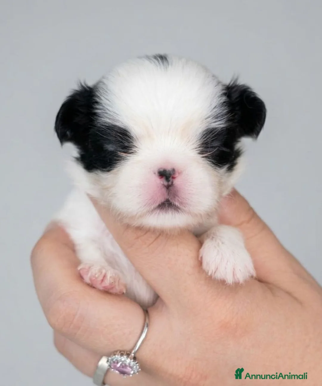 Chin cani in vendita: CUCCIOLO JAPAN CHIN / SPANIEL GIAPPONESE - Annuncio 4