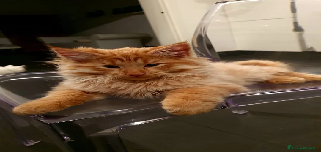 Immagine della galleria {{count}}