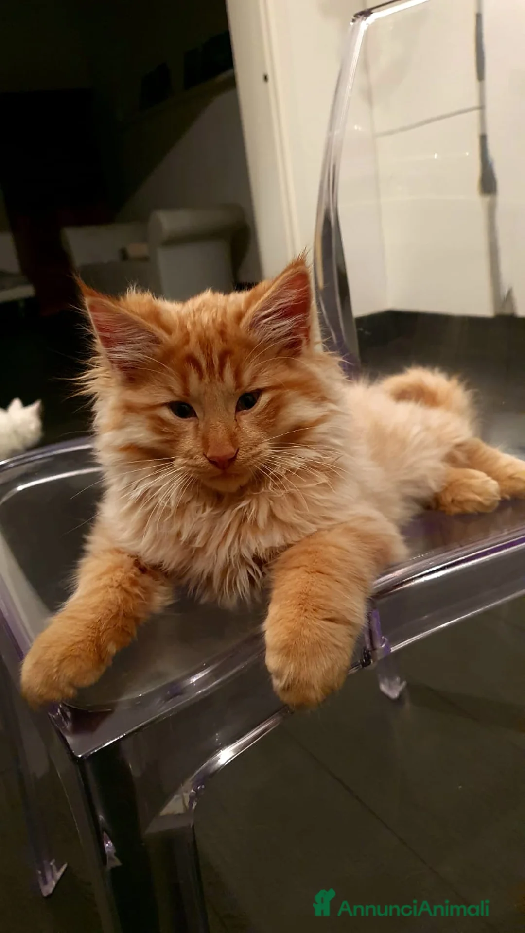 Immagine della galleria {{count}}