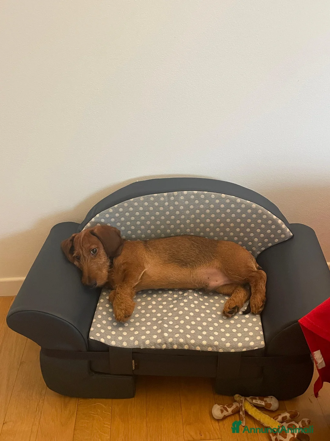 Bassotto cani in vendita: Bassotto standard pelo duro - Annuncio 1