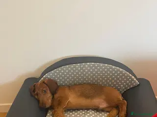 Bassotto cani Bassotto standard pelo duro - Annuncio 1