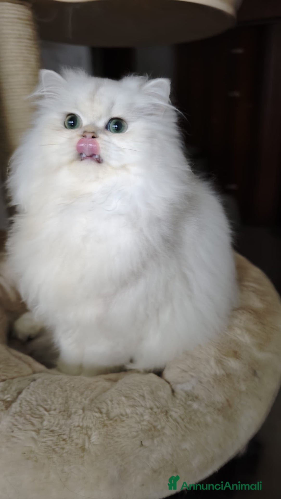 British gatti in vendita: British longhair - Annuncio 4