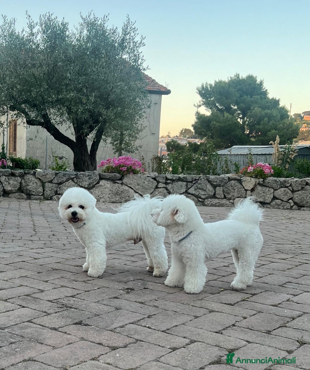 Bichon cani in vendita: Cucciole di bichon frisè  - Annuncio 7