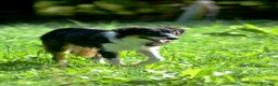 Border Collie cani in vendita: Cucciolone di Border Collie  - Annuncio 6