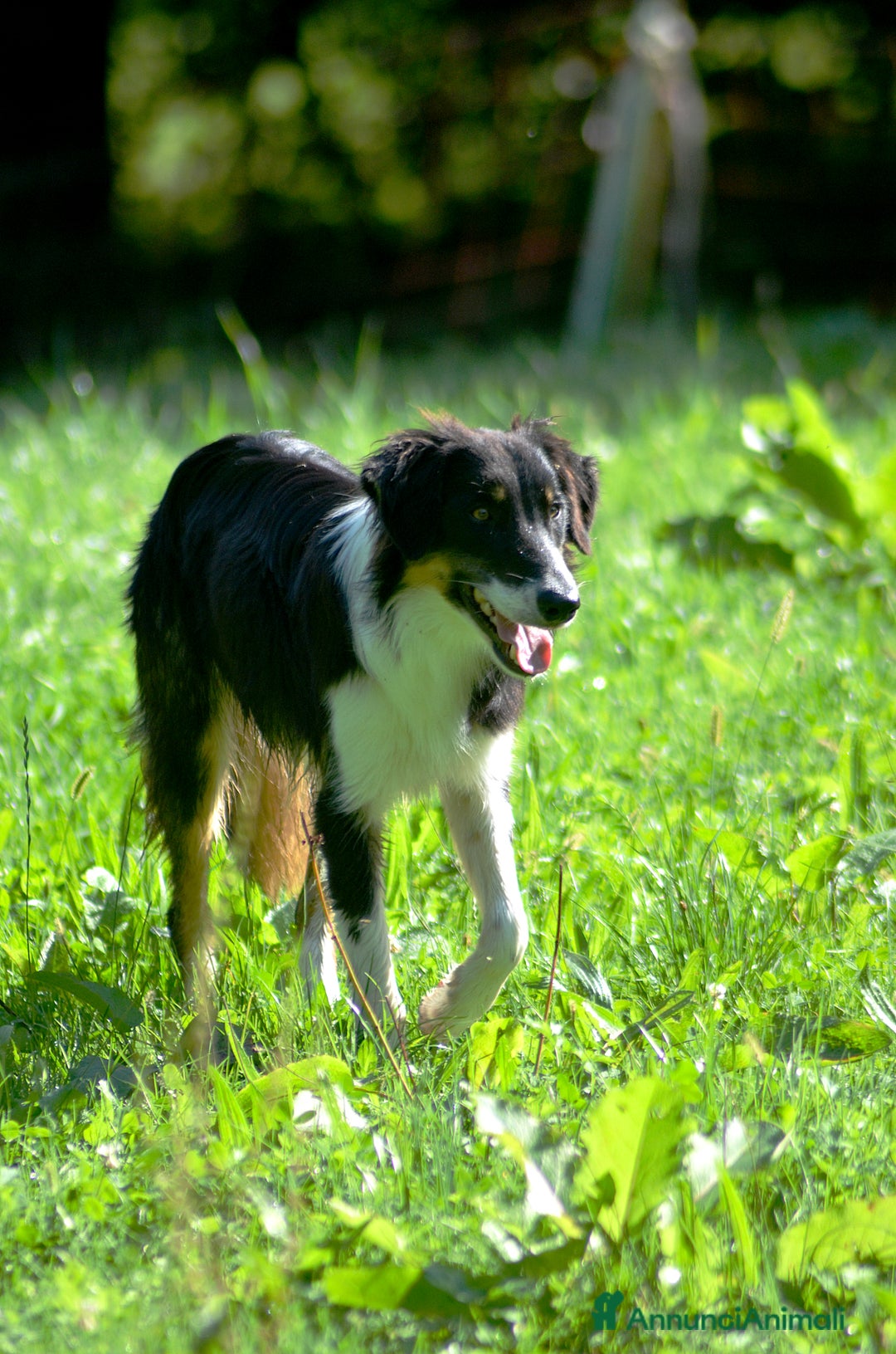 Border Collie cani in vendita: Cucciolone di Border Collie  - Annuncio 6