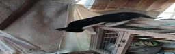 Altre razze gatti in regalo: 🐾❤️ **8 PICCOLI GATTINI CERCANO CASA ❤️🐾 - Annuncio 8