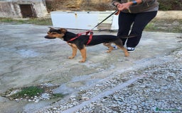Altre razze cani in regalo: Morbidello in adozione - Immagine 3