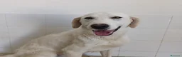 Meticcio cani in regalo: RADJA  - Annuncio 2