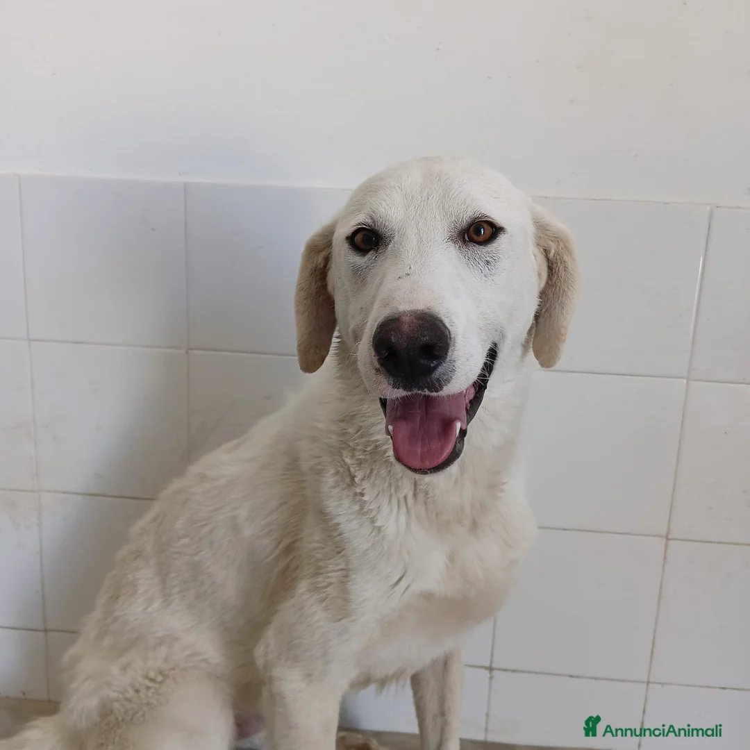 Meticcio cani in regalo: RADJA  - Annuncio 2
