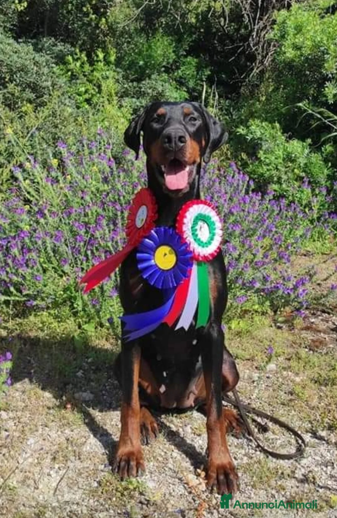 Dobermann cani in vendita: Cuccioli dobermann con pedigree  - Annuncio 3
