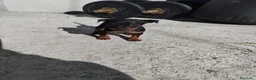 Pinscher Miniatura cani in vendita: Pinscher Nano  - Annuncio 2