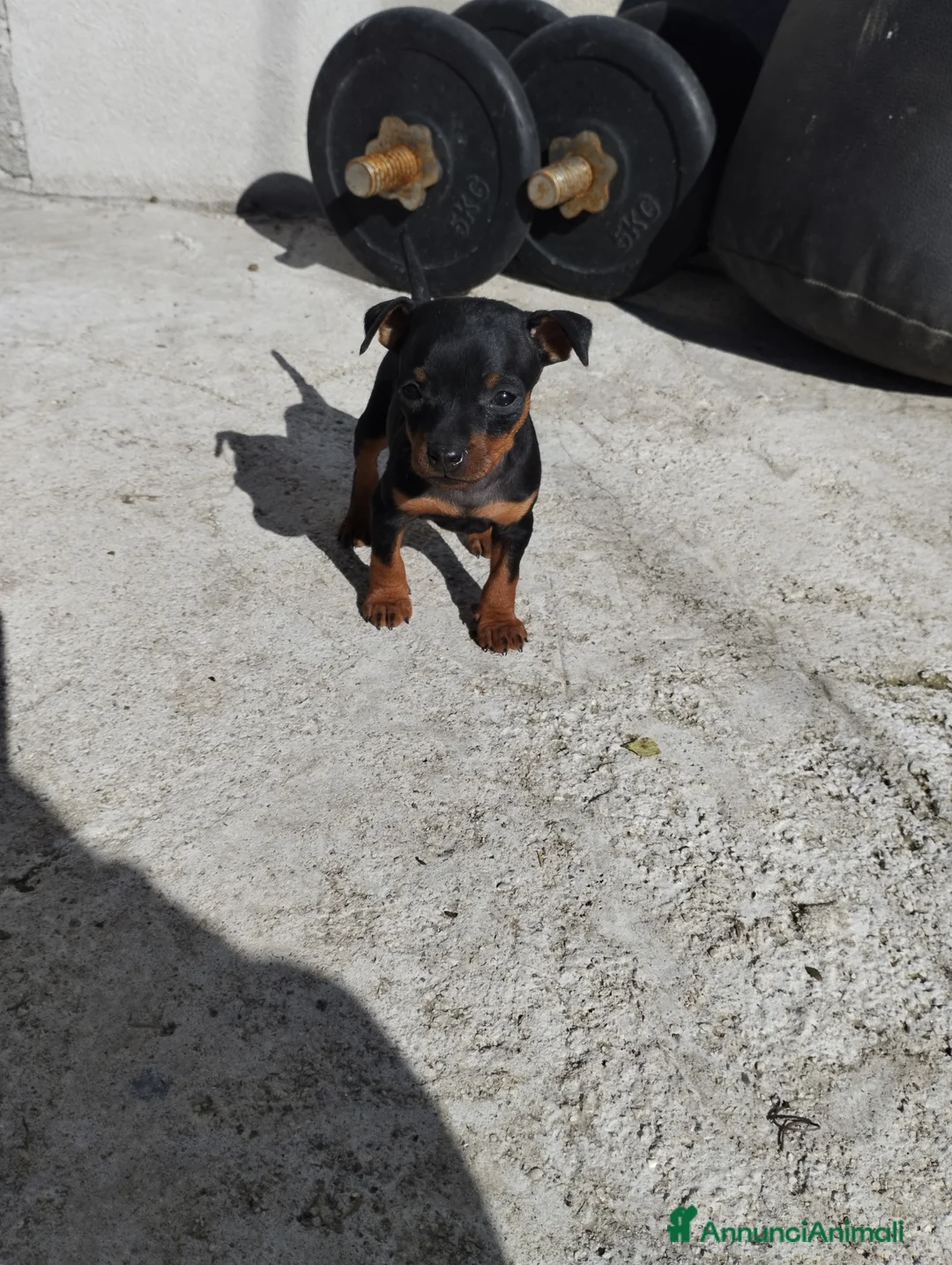 Pinscher Miniatura cani in vendita: Pinscher Nano  - Annuncio 2