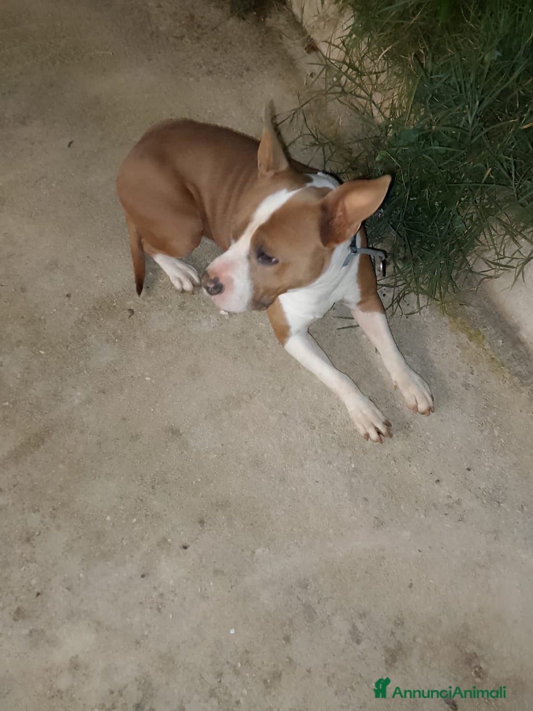 Altre razze cani in regalo: kratos - Annuncio 2