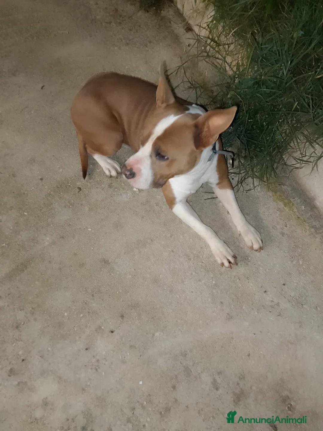 Altre razze cani in regalo: kratos - Annuncio 2