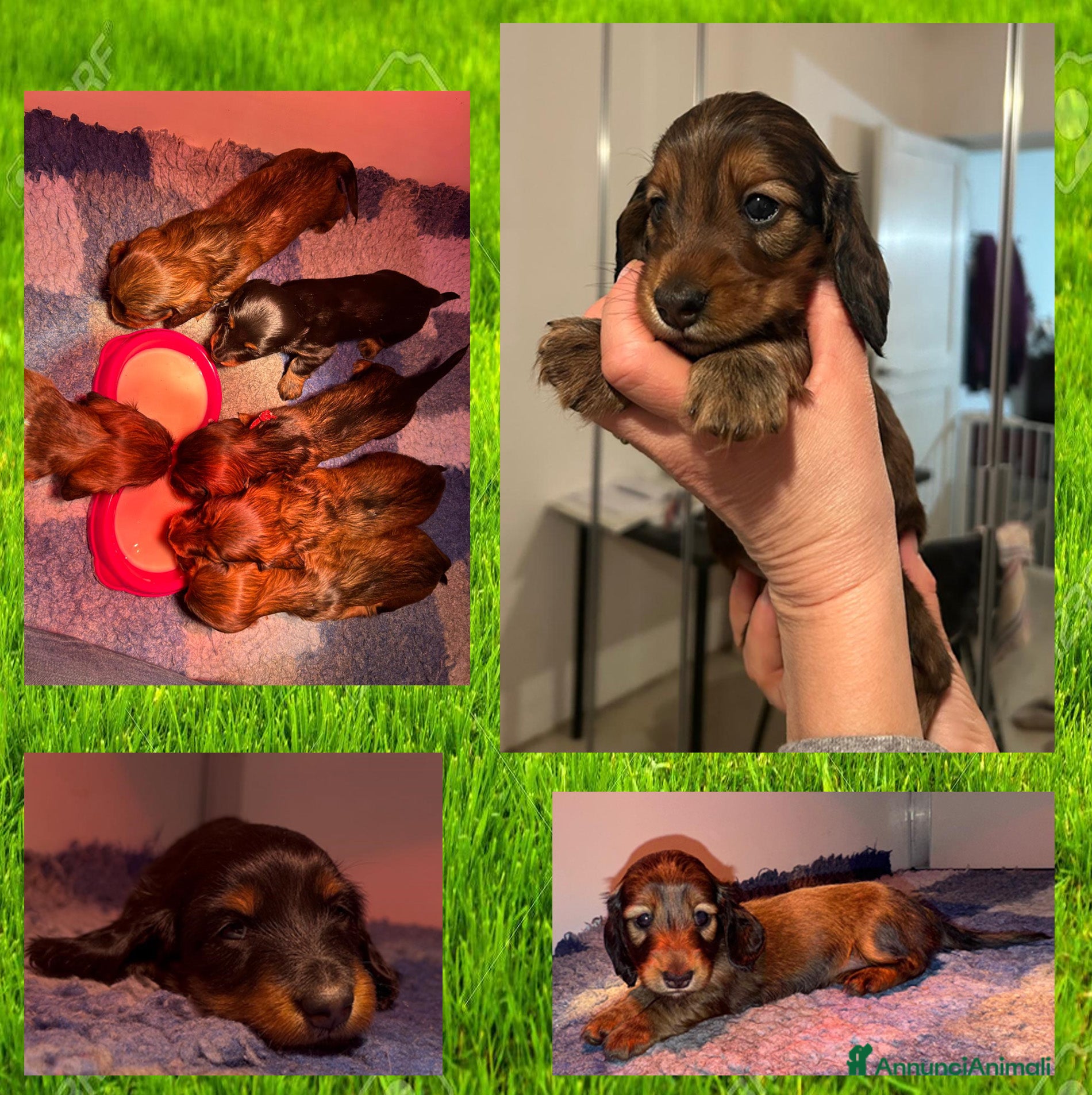 Bassotto cani Bassotti a pelo lungo kaninchen nani  - Annuncio 3