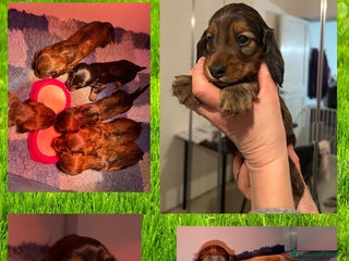 Bassotto cani Bassotti a pelo lungo kaninchen nani - Annuncio 1