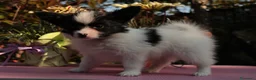 Papillon cani in vendita: Cucciolo piccola taglia  - Annuncio 7