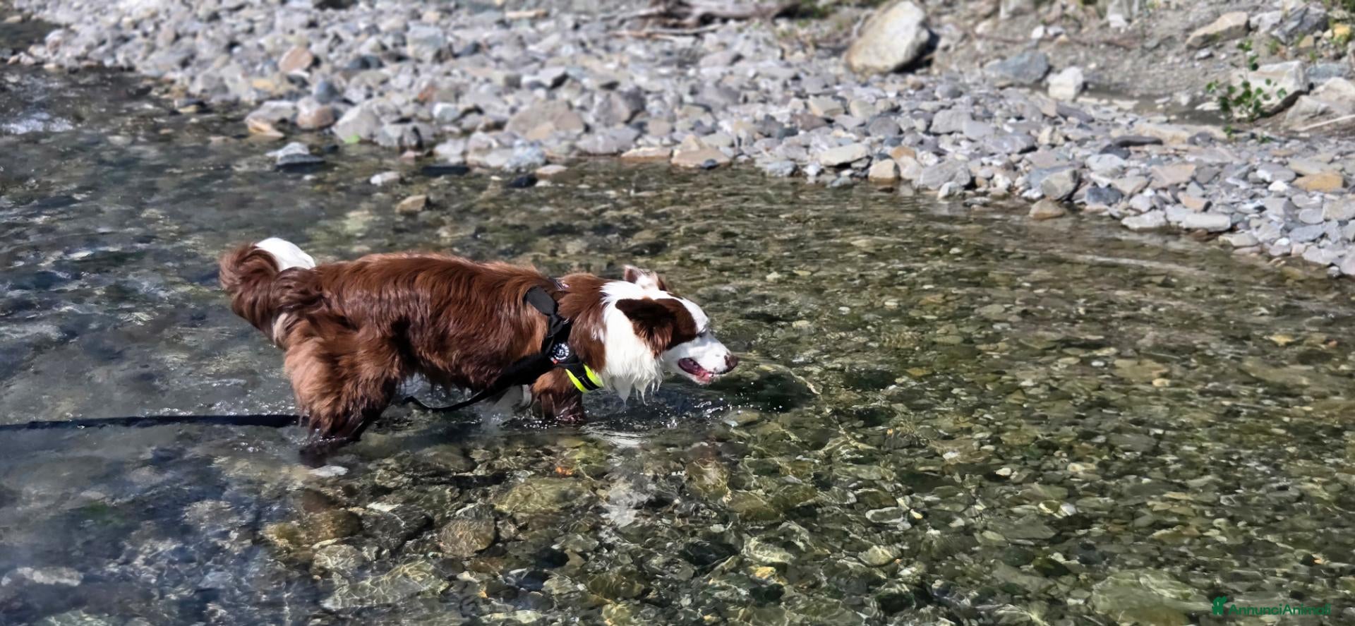 Border Collie cani Cerco border collie maschio per monta - Annuncio 5