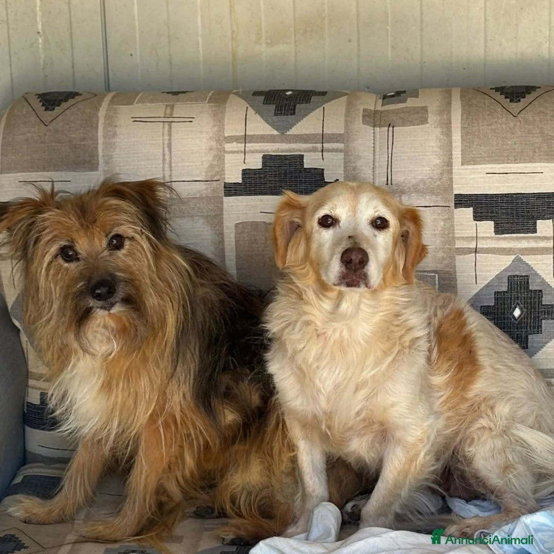 Meticcio cani in regalo: Luna e Toby cercano adozione!! dolci buoni educati - Annuncio 2