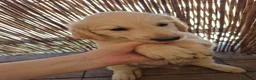 Golden Retriever cani in vendita: Cucciolo golden retriever con pedigree  - Annuncio 3