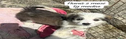 Meticcio cani in regalo: Cuccioli cercano urgentemente famiglia  a Provincia di Monza e della Brianza - Annuncio 3