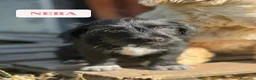 Meticcio cani in regalo: 7 MERAVIGLIE da salvare! Taglia PICCOLA - Annuncio 3
