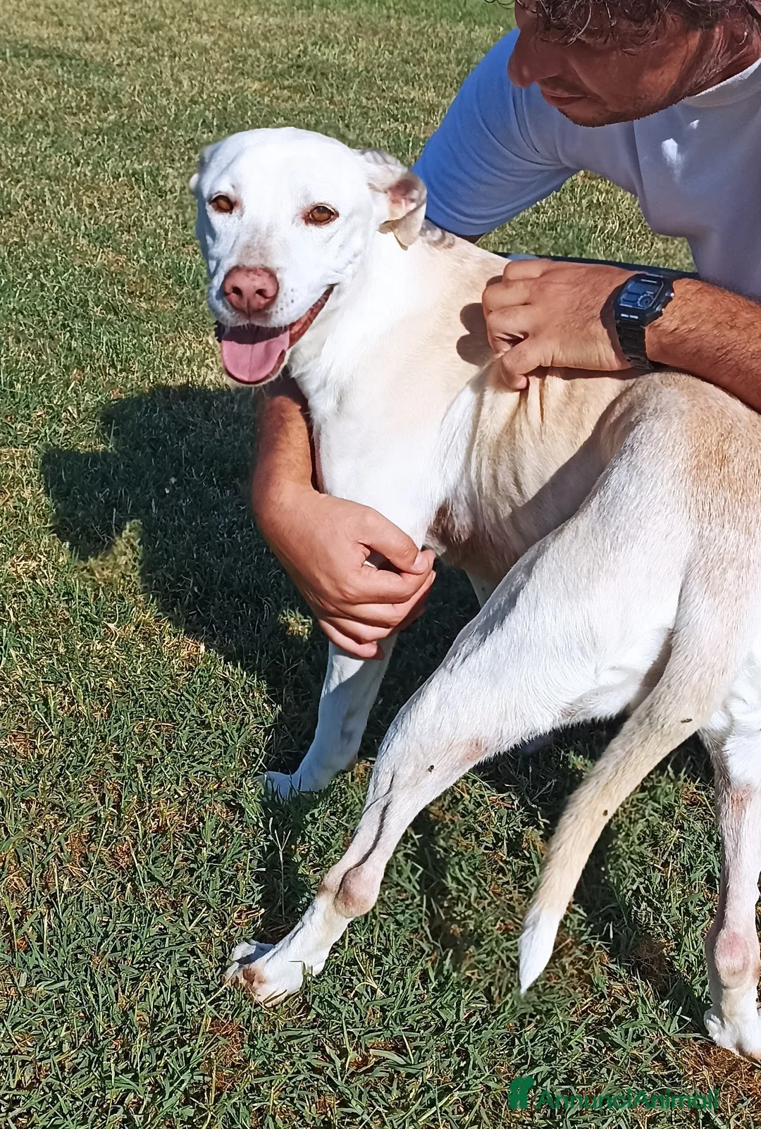 Meticcio cani in regalo: Ursula, splendida meticcia in adozione a Provincia di Latina - Annuncio 3