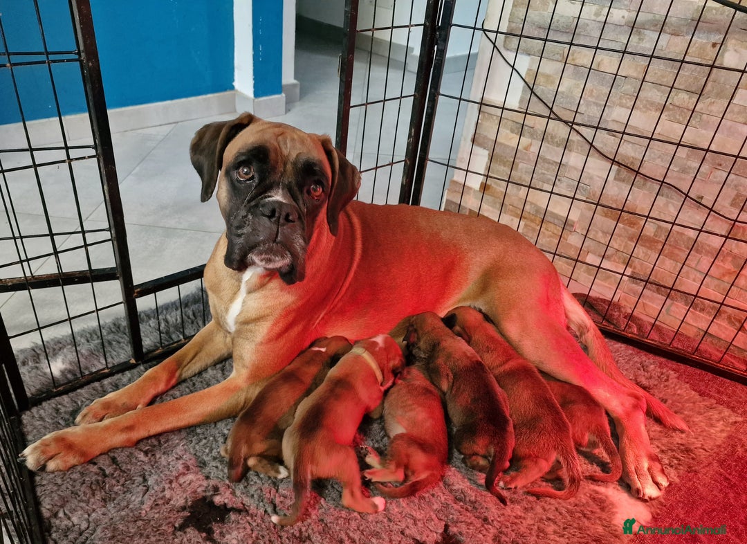 Boxer cani in vendita: Boxer cuccioli con pedigree - Annuncio 6