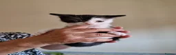 Meticcio gatti in regalo: Scacco gattino bellissimo - Annuncio 5
