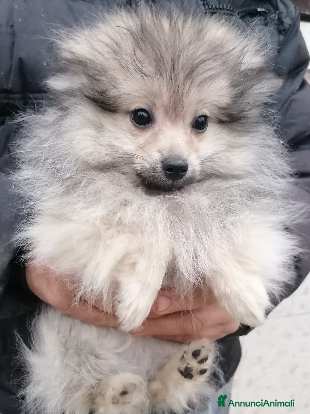 Volpino Pomerania cani in vendita: Volpino pomerania cucciolo maschio - Annuncio 7