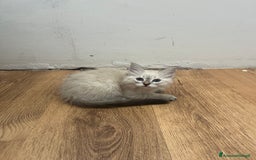 Siberiano gatti in vendita: cuccioli siberiani ipoallergenici  a Provincia di Arezzo - Immagine 5