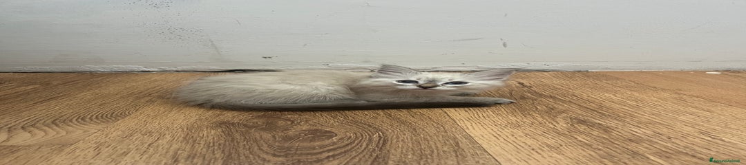 Siberiano Gattino 2