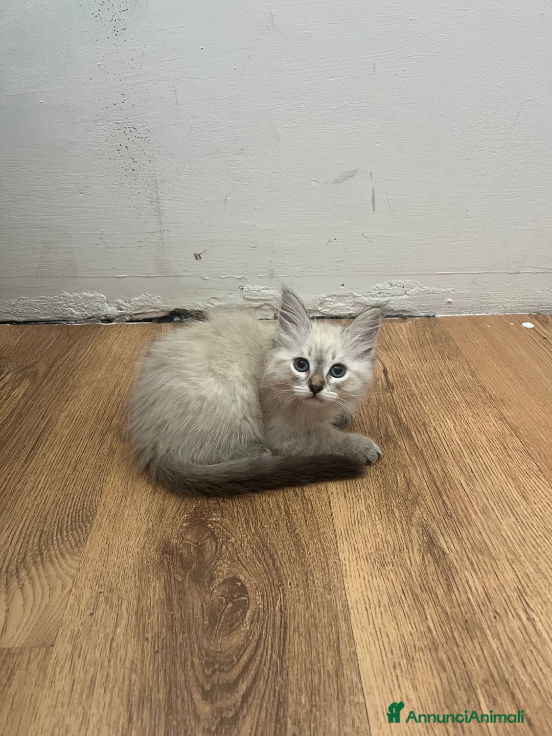 Siberiano gatti in vendita: cuccioli siberiani ipoallergenici  a Provincia di Arezzo - Immagine 5