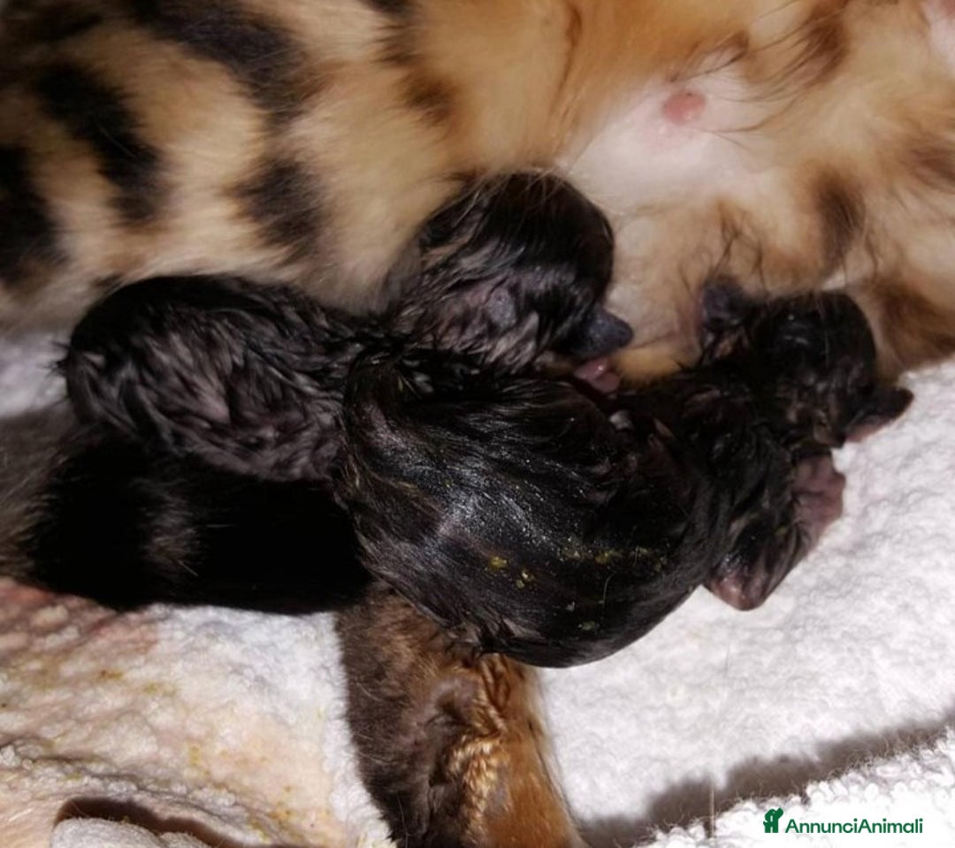 Bengala gatti in vendita: Cuccioli di bengala  - Annuncio 5
