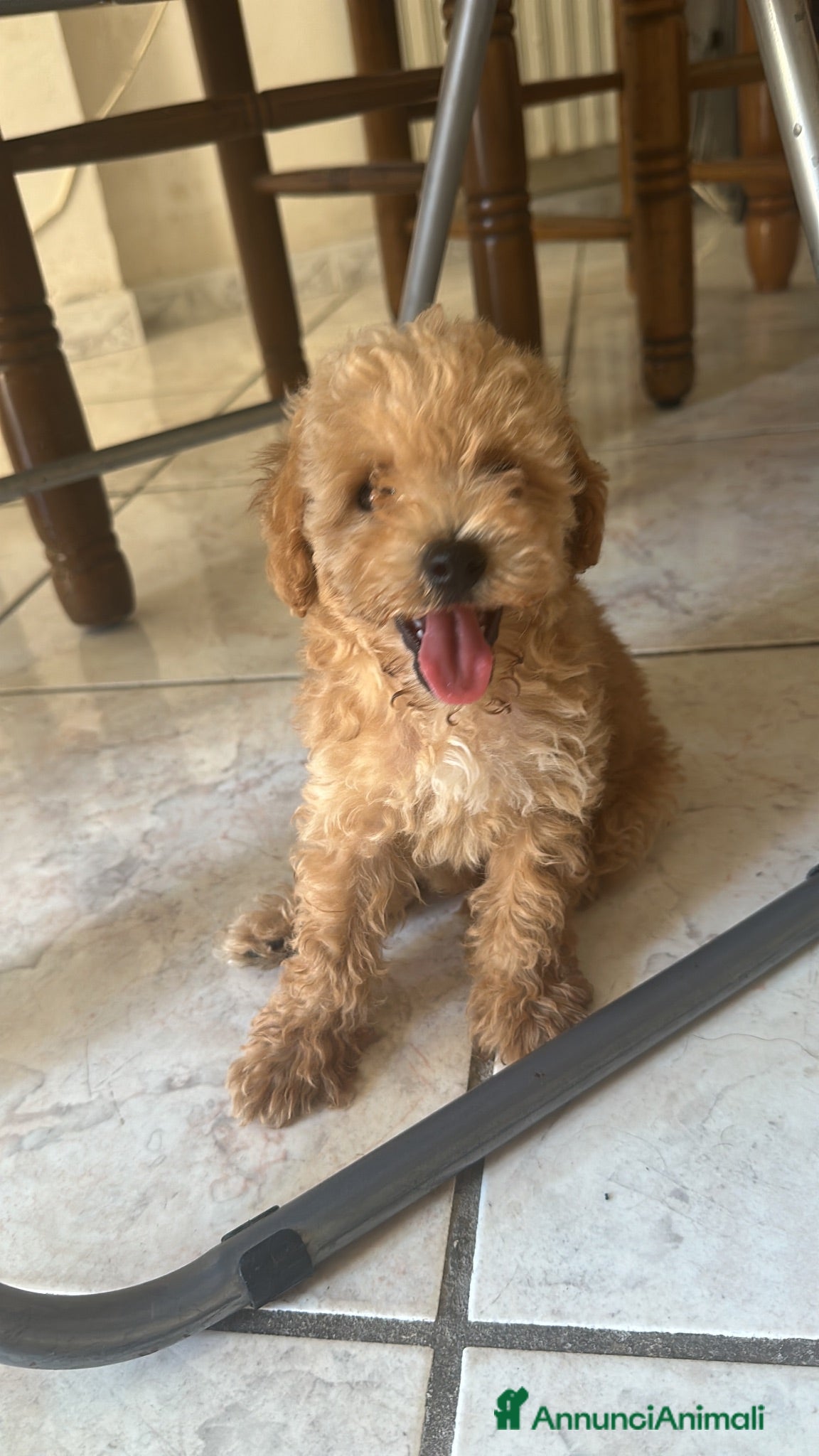 Barboncino Toy cani Cucciolo di barboncino maschio  - Annuncio 1