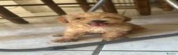 Barboncino Toy cani in vendita: Cucciolo di barboncino maschio  - Annuncio 1